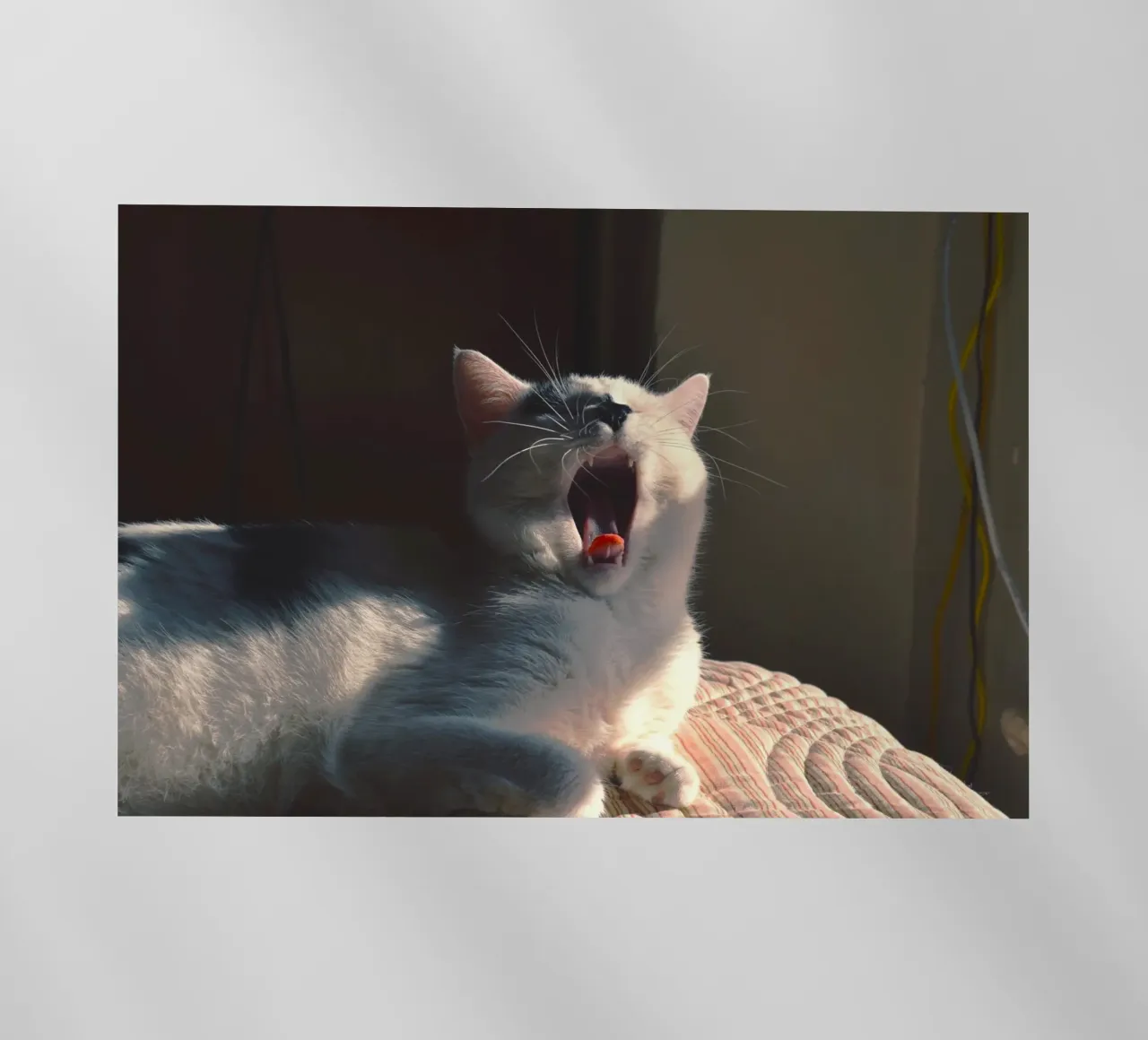 yawning cat backlit film by animal story home