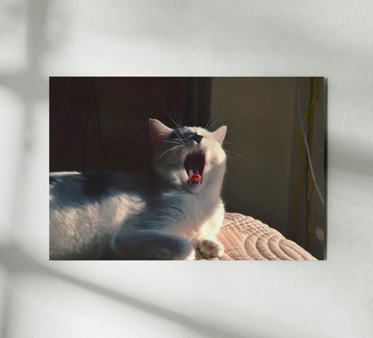 gatto che sbadiglia alluminio dibond da animal story home