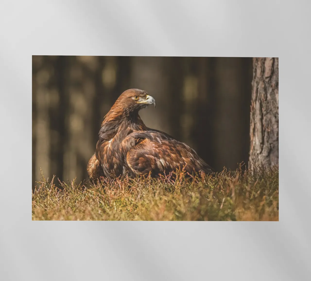 Golden Eagle pellicola backlit da Dave Hare Photography
