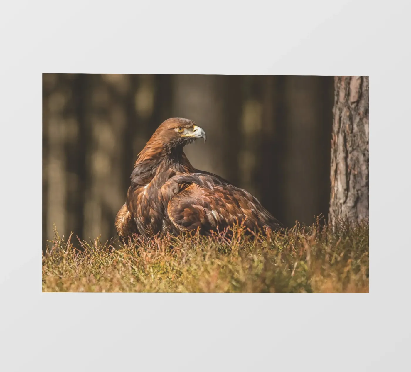 Golden Eagle pellicola backlit da Dave Hare Photography
