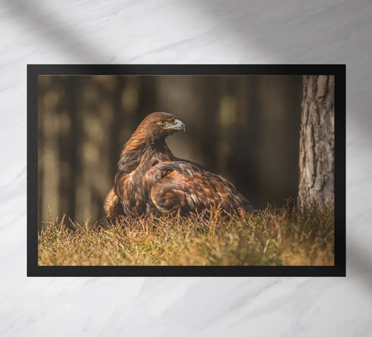 Golden Eagle zerbino da Dave Hare Photography