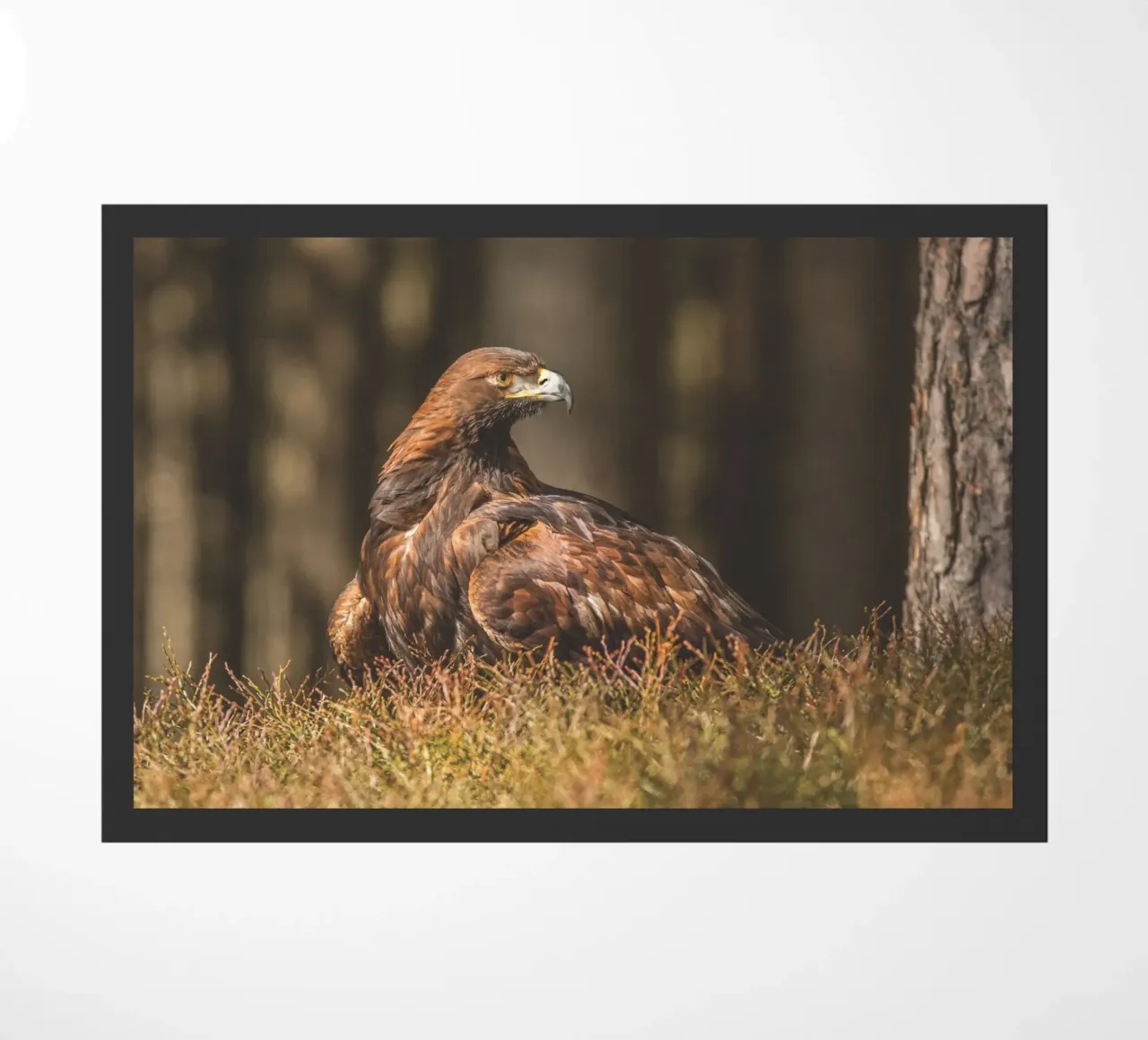 Golden Eagle zerbino da Dave Hare Photography