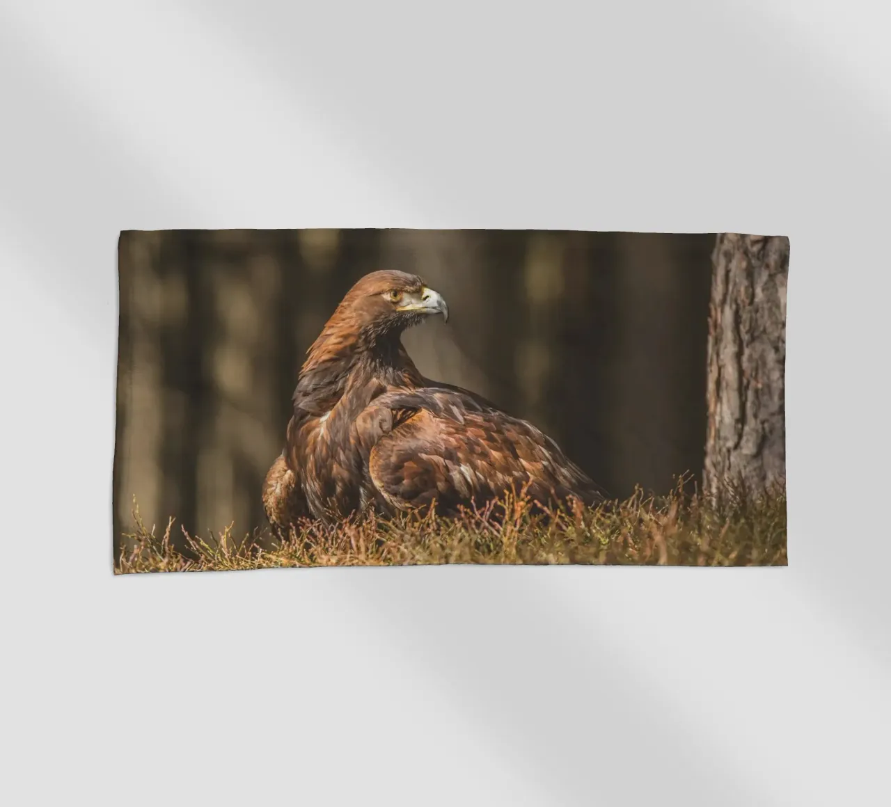 Golden Eagle telo mare da Dave Hare Photography