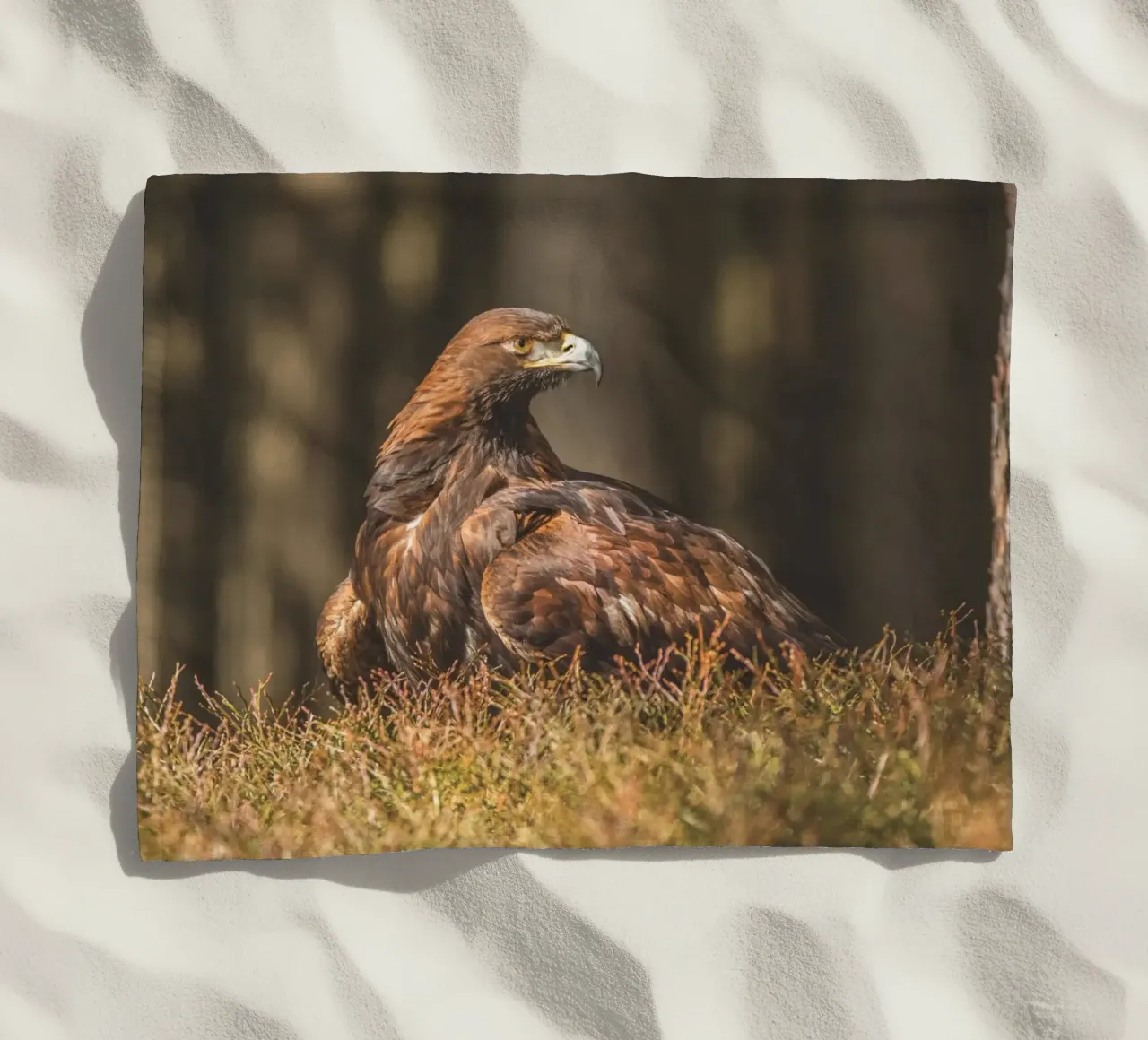 Golden Eagle telo mare da Dave Hare Photography