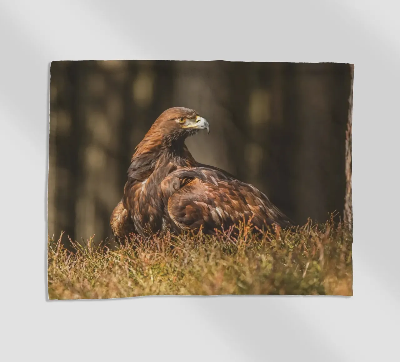 Golden Eagle telo mare da Dave Hare Photography