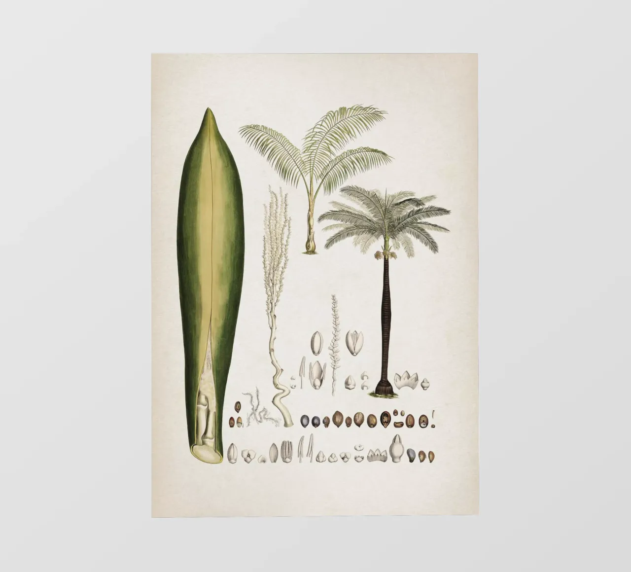 Vintage Martius 5 Cocos Oreodoxa pellicola backlit da Vintage Print Collection