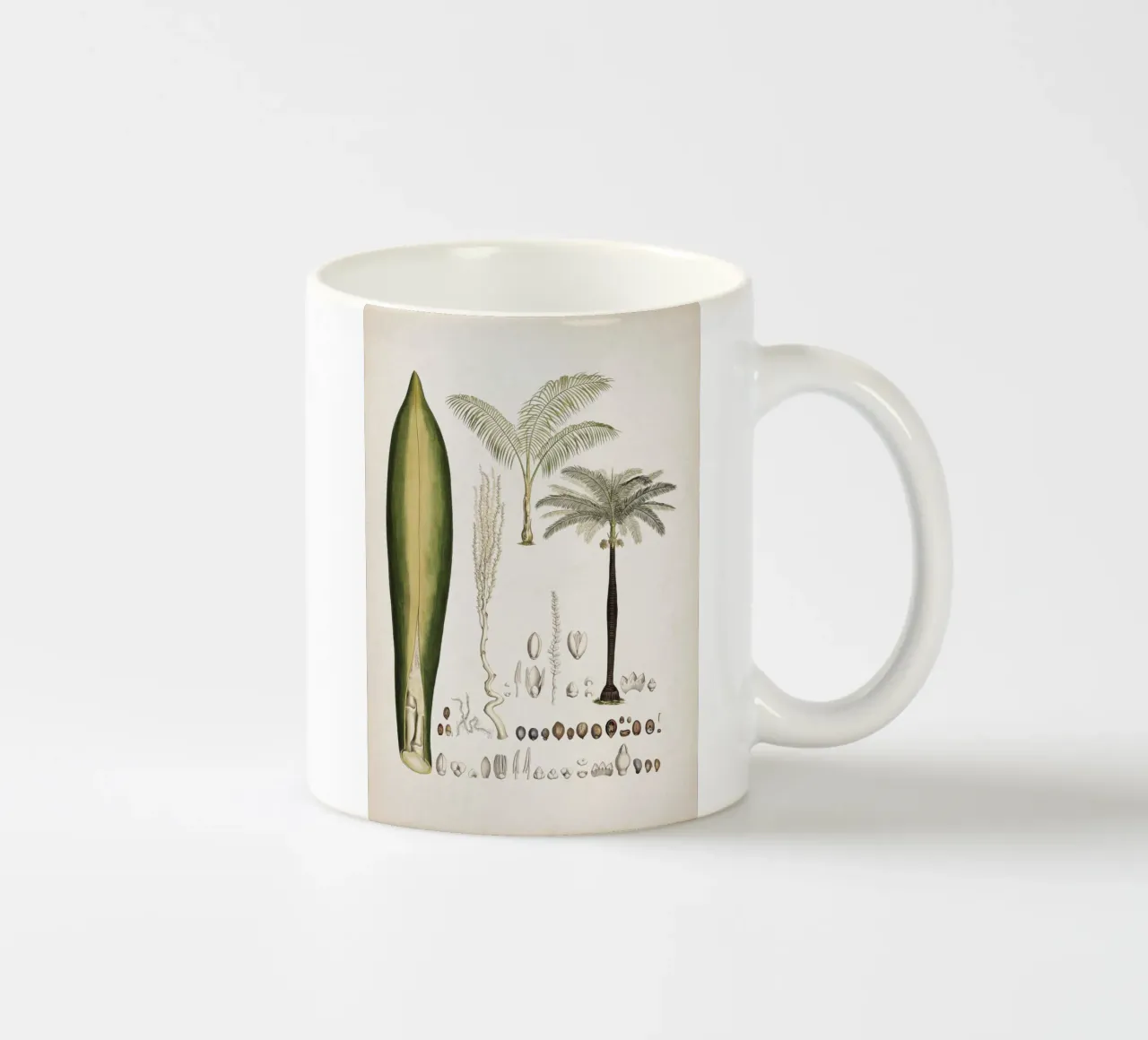 Vintage Martius 5 Cocos Oreodoxa tazza in ceramica da Vintage Print Collection