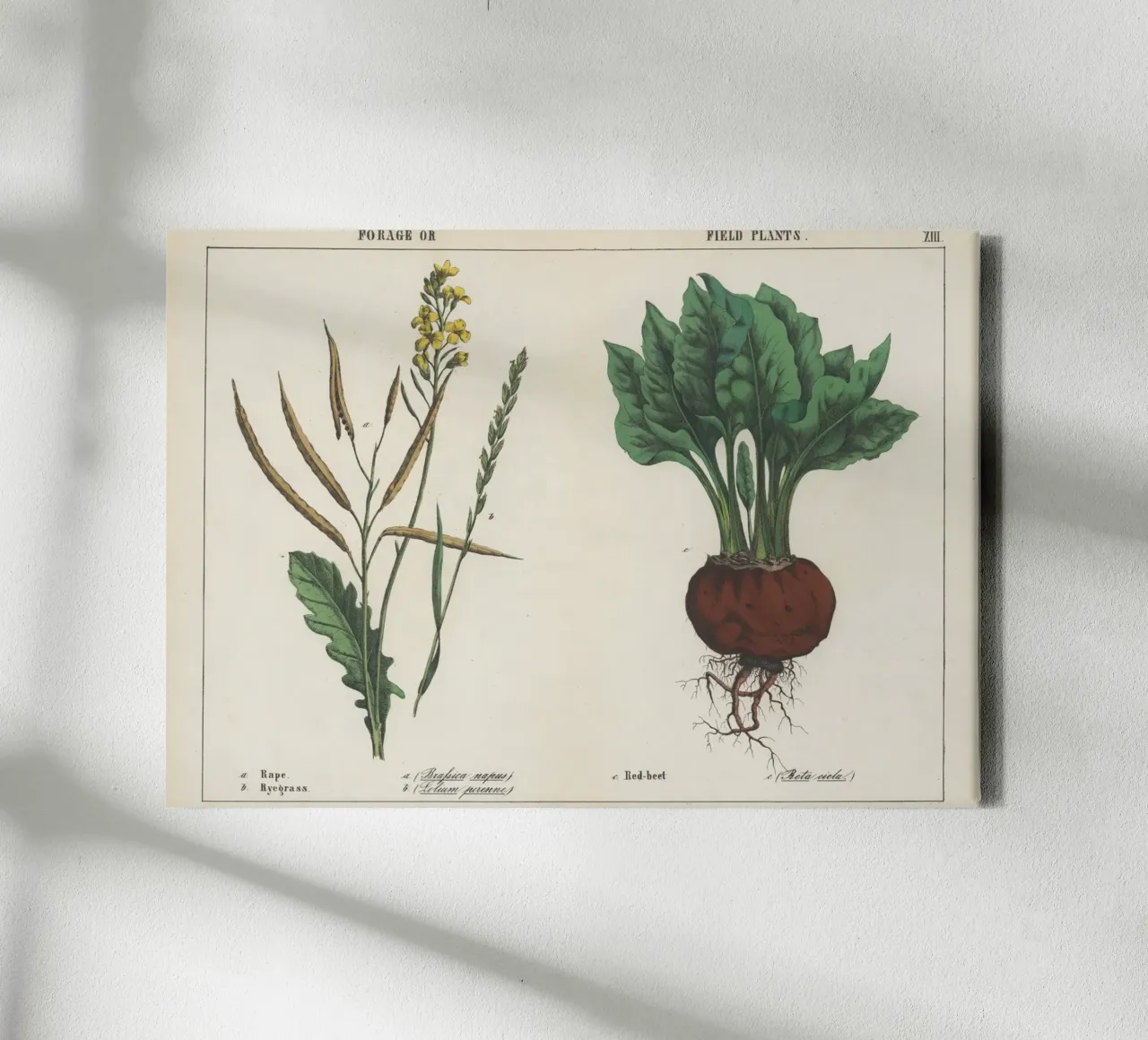 Veldplanten Vintage Botanische Print - Biet & Koolzaad canvas met Baklijst van ClubArt