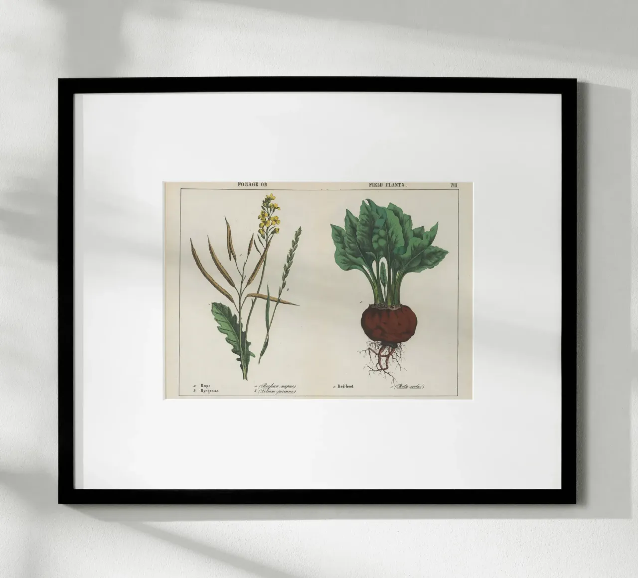 Piante da foraggio e da campo Stampa botanica d'epoca - Barbabietola e colza poster con telaio in plastica da ClubArt