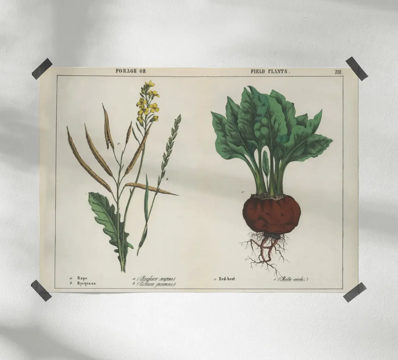 Piante da foraggio e da campo Stampa botanica d'epoca - Barbabietola e colza poster con telaio in plastica da ClubArt