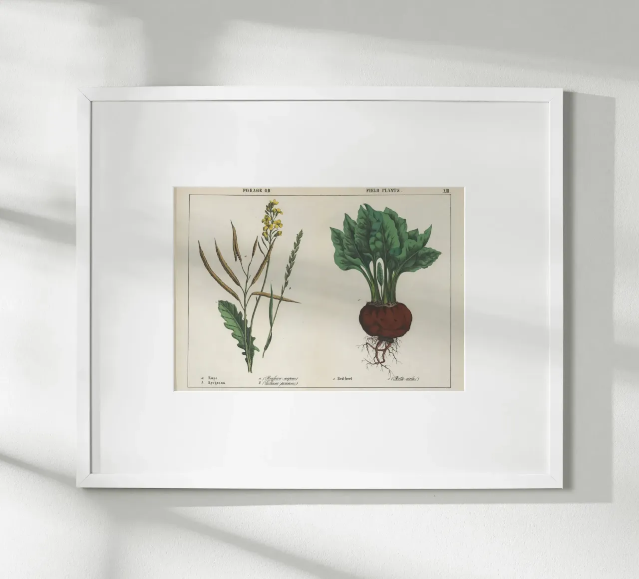 Piante da foraggio e da campo Stampa botanica d'epoca - Barbabietola e colza poster con telaio in plastica da ClubArt