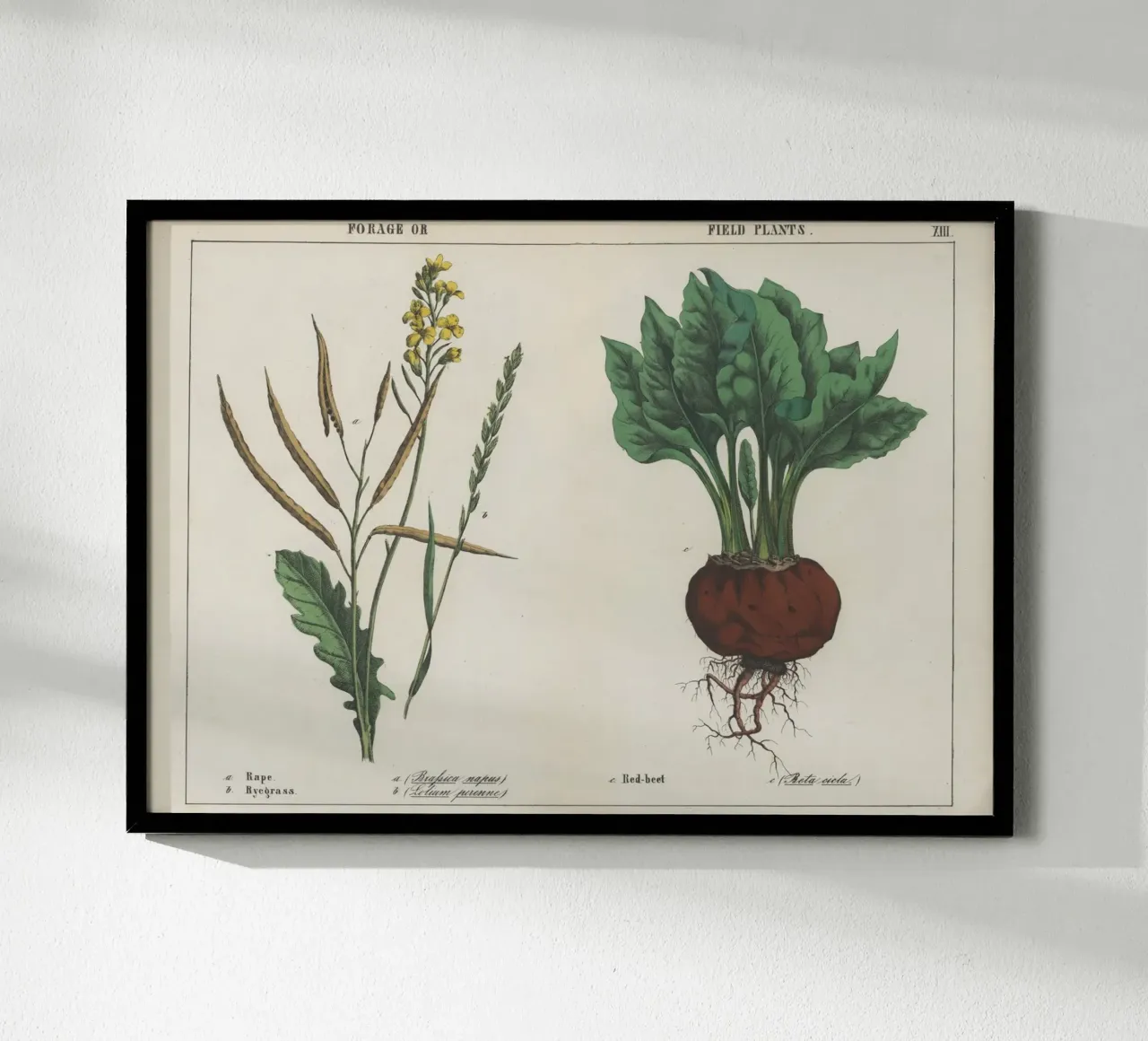 Piante da foraggio e da campo Stampa botanica d'epoca - Barbabietola e colza poster con telaio in plastica da ClubArt