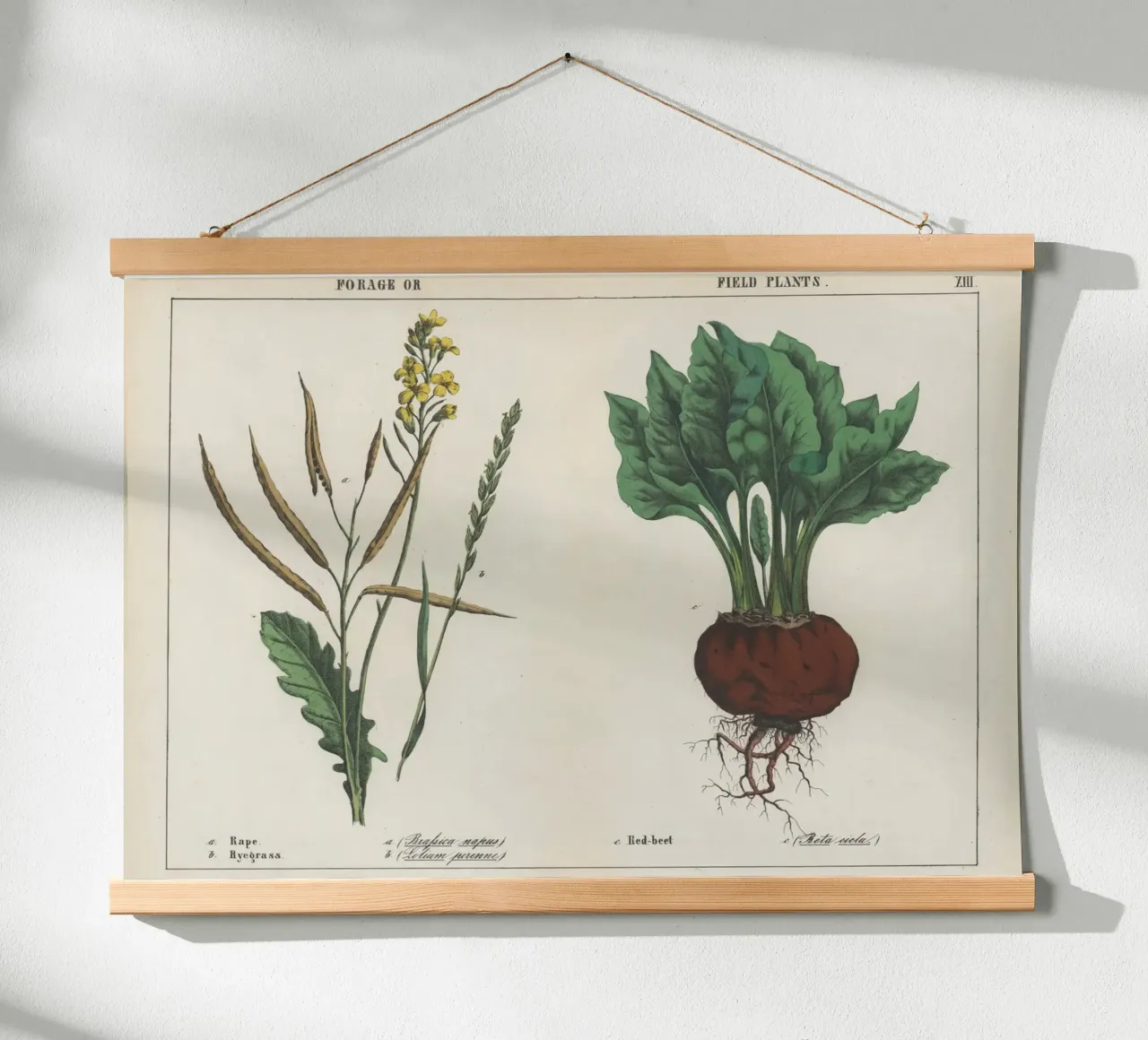 Piante da foraggio e da campo Stampa botanica d'epoca - Barbabietola e colza poster con telaio in plastica da ClubArt