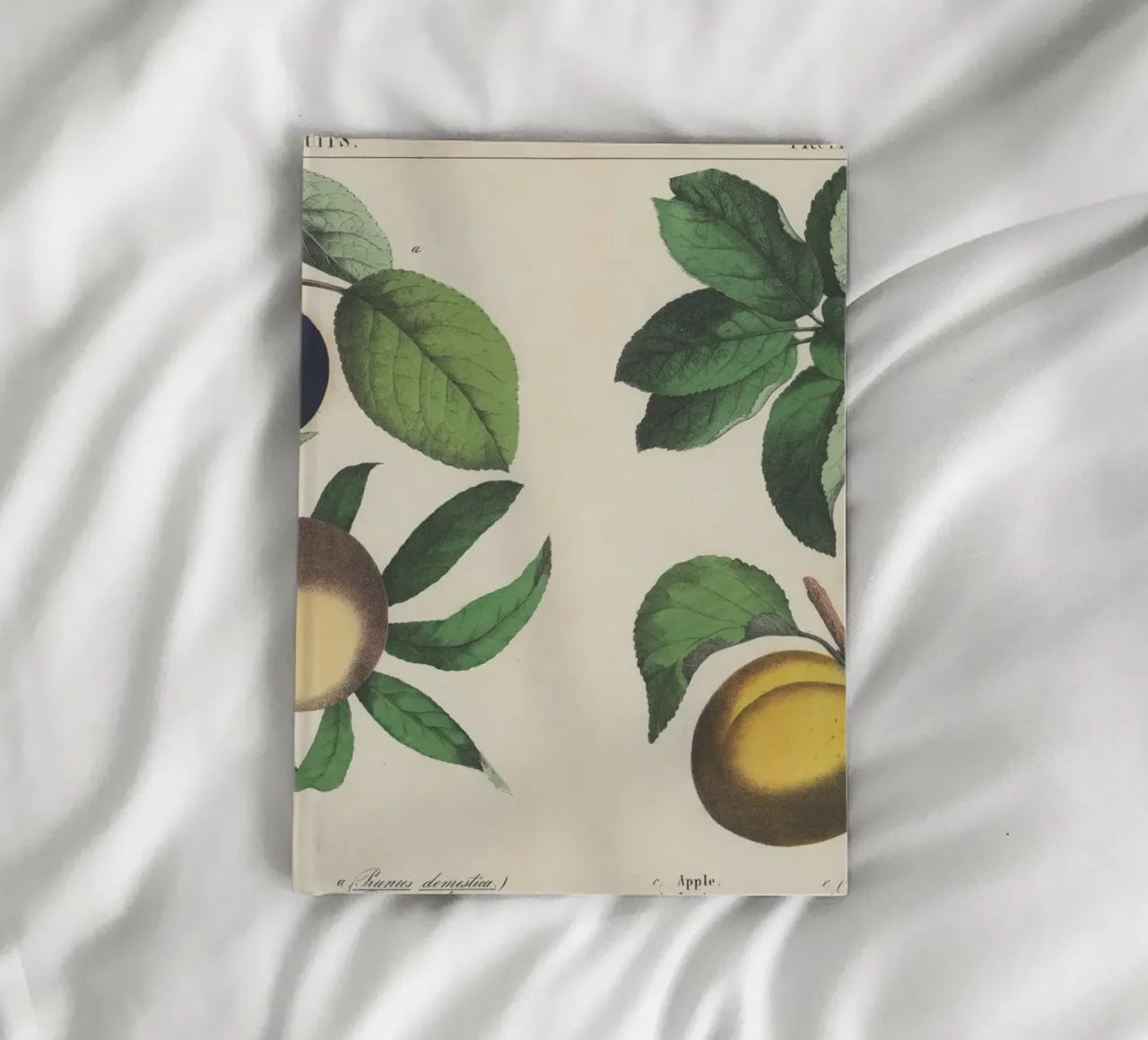 Vintage Fruit Botanical Print - Plum, Peach, Apple, Apricot carnet de notes de ClubArt