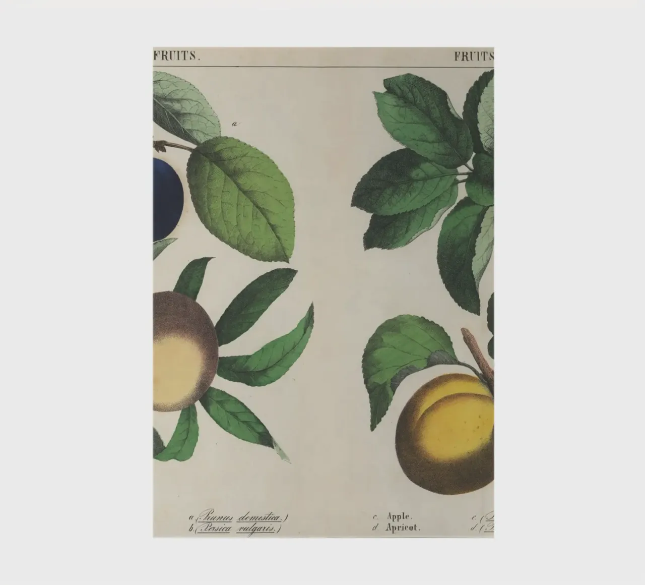 Vintage Fruit Botanical Print - Plum, Peach, Apple, Apricot carnet de notes de ClubArt