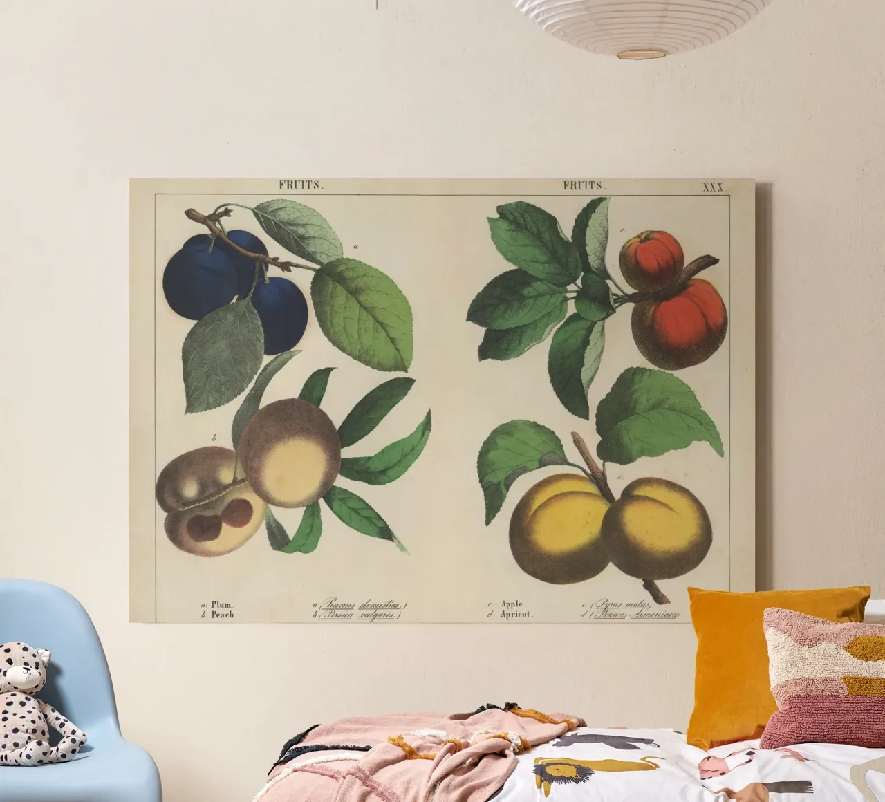 Vintage Fruit Botanical Print - Plum, Peach, Apple, Apricot canvas with Floater frame by ClubArt