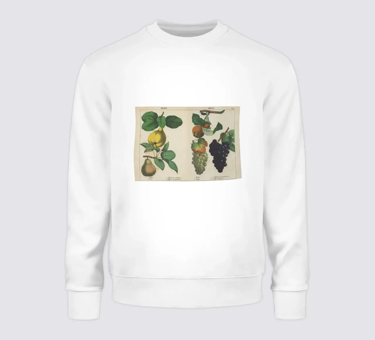 Stampa botanica di frutta d'epoca - Cotogna, pera, nespola, uva felpa da ClubArt