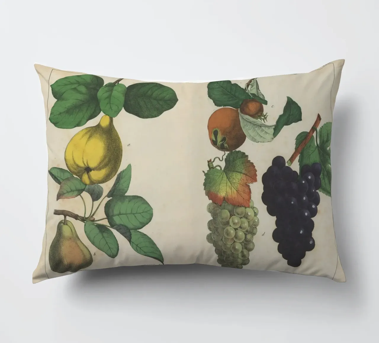 Stampa botanica di frutta d'epoca - Cotogna, pera, nespola, uva cuscino da ClubArt