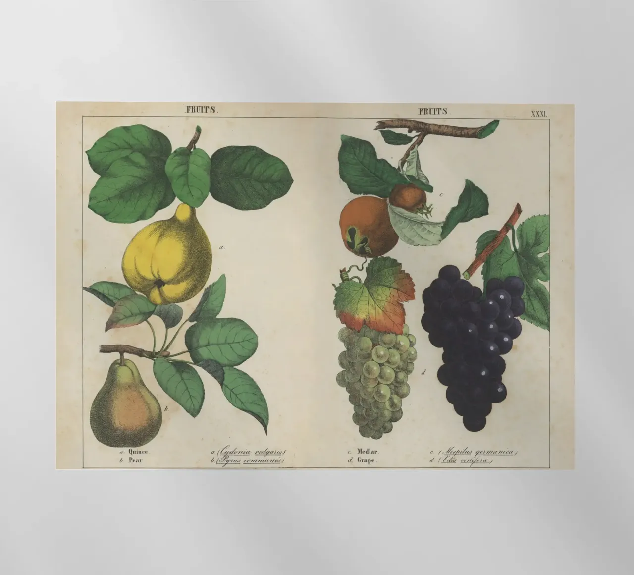 Stampa botanica di frutta d'epoca - Cotogna, pera, nespola, uva pellicola backlit da ClubArt