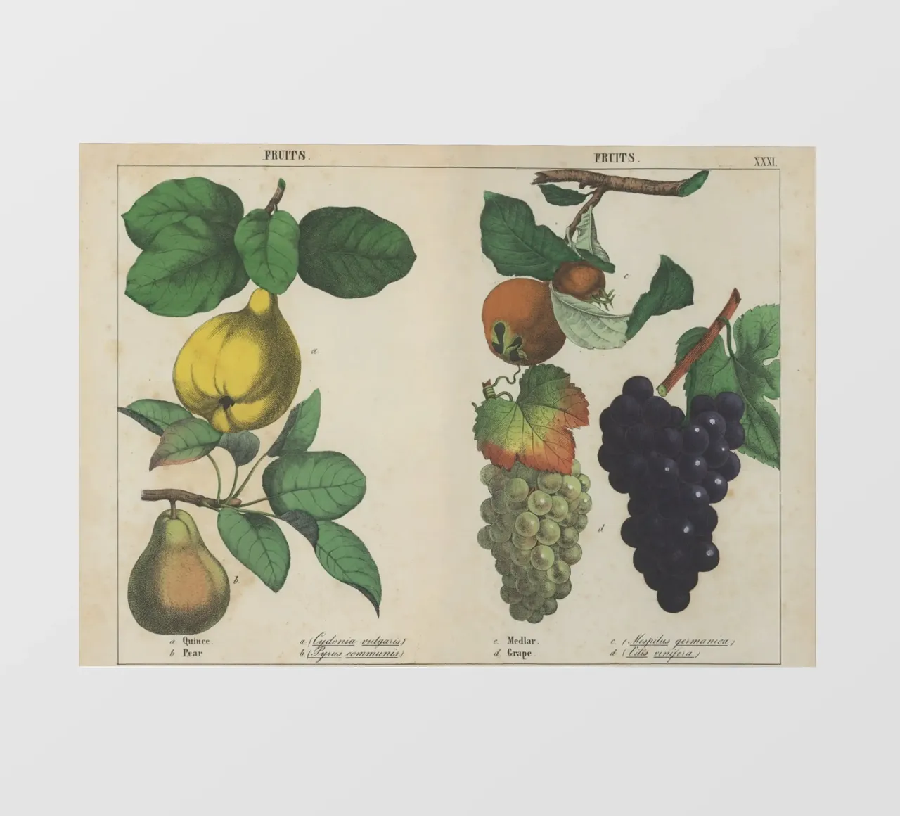 Stampa botanica di frutta d'epoca - Cotogna, pera, nespola, uva telo in pvc da ClubArt