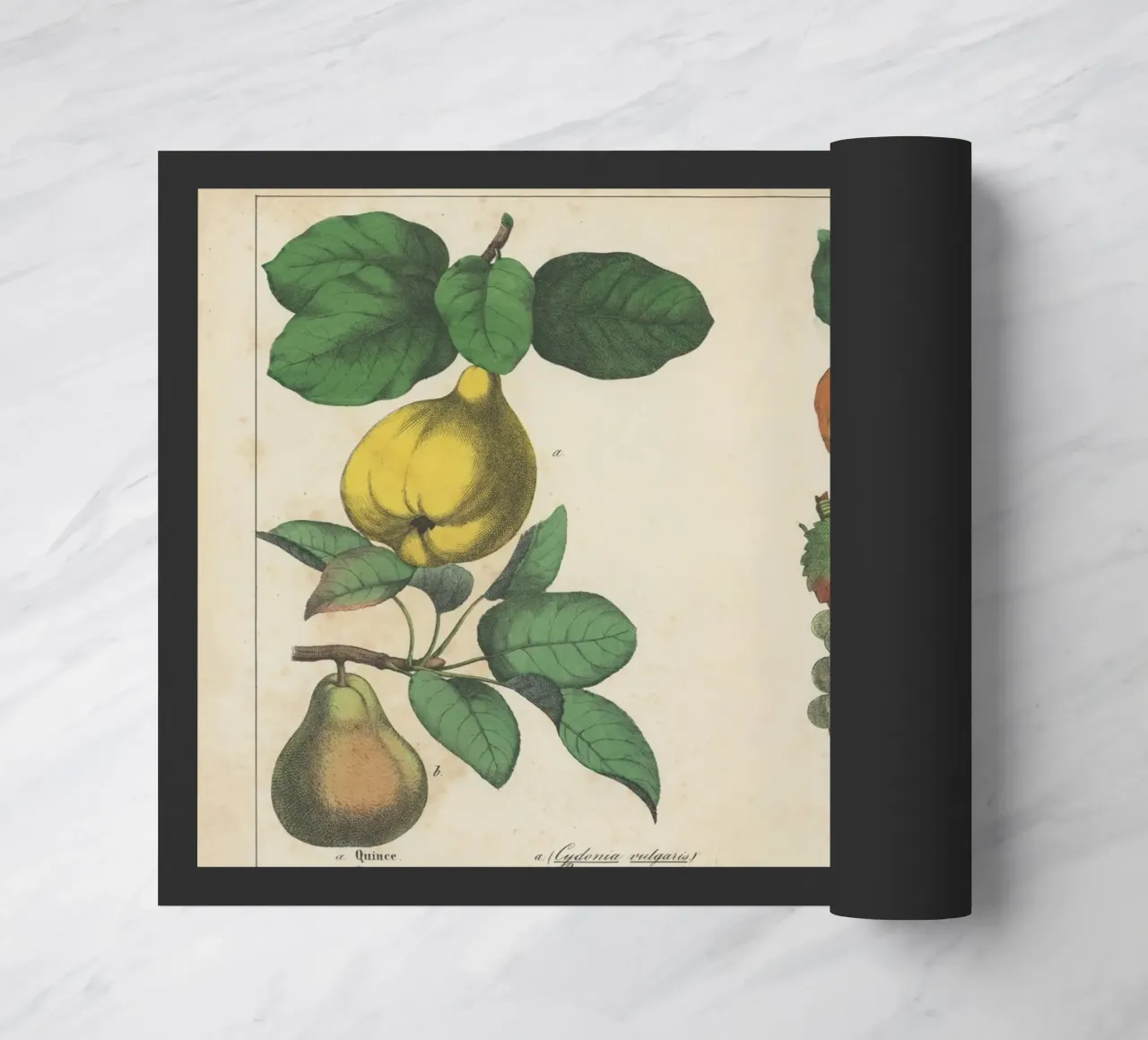 Stampa botanica di frutta d'epoca - Cotogna, pera, nespola, uva zerbino da ClubArt