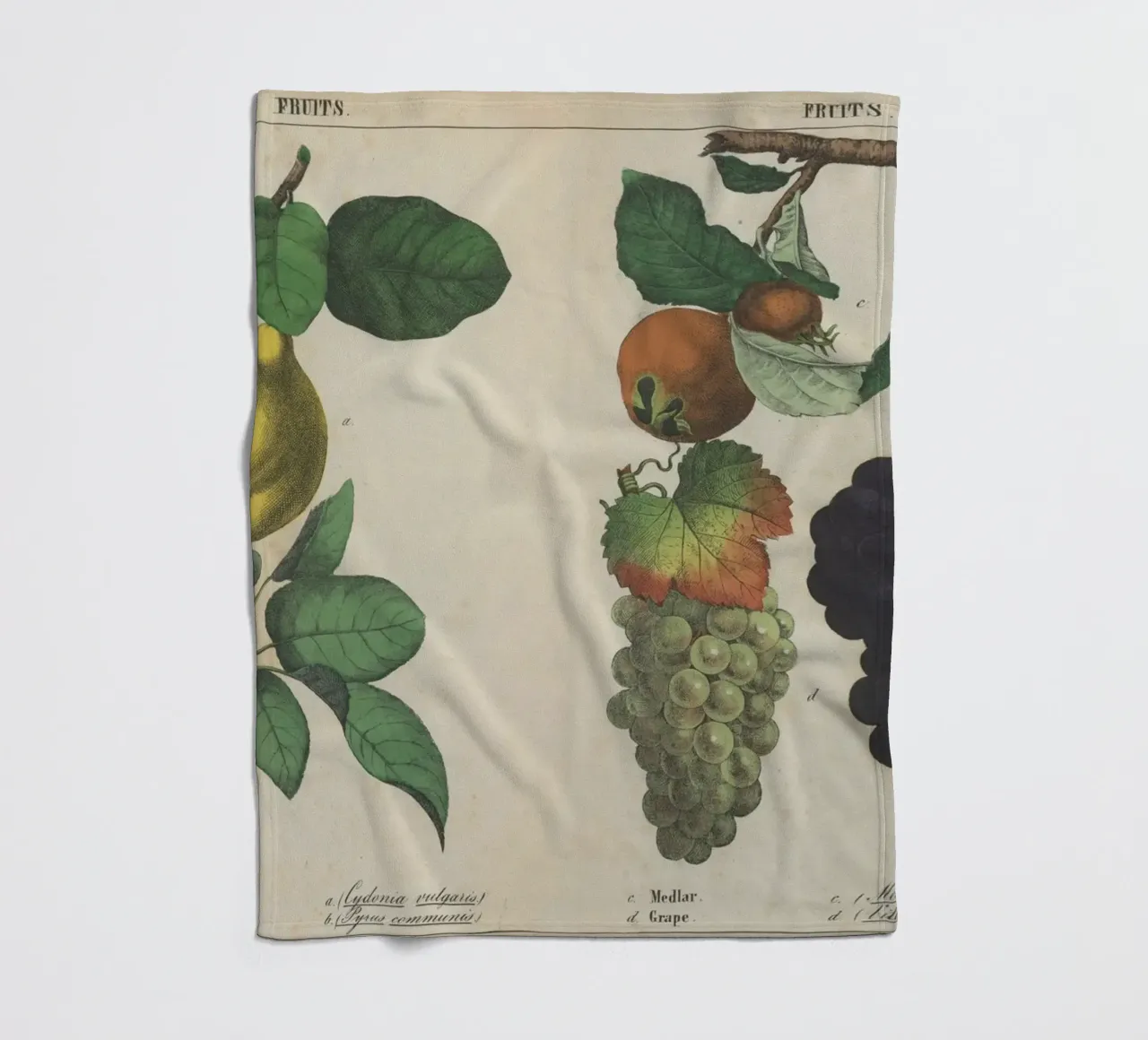 Stampa botanica di frutta d'epoca - Cotogna, pera, nespola, uva coperta in pile da ClubArt