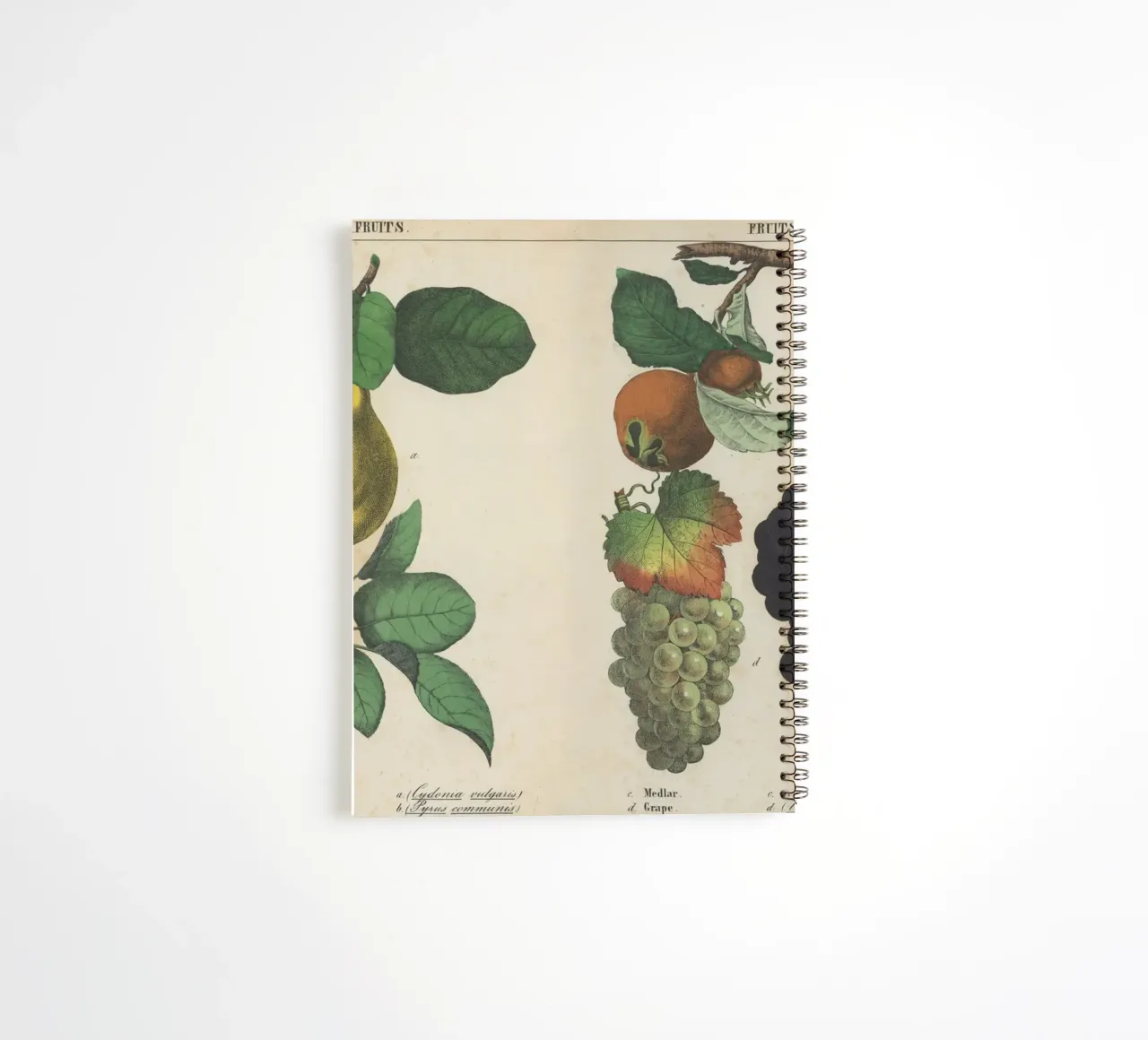Vintage Fruit Botanical Print - Quince, Pear, Medlar, Grape spiral notebook by ClubArt