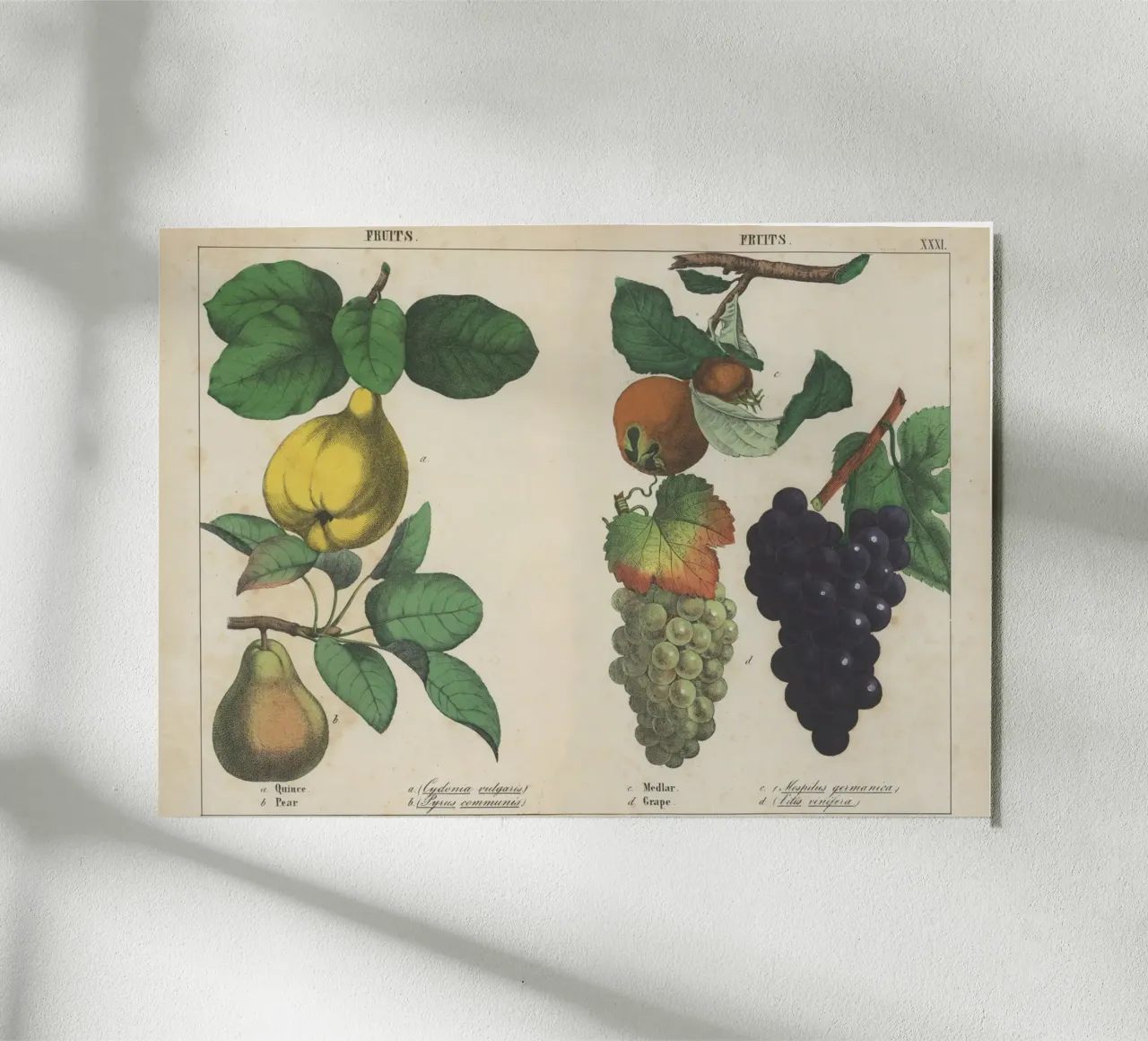 Stampa botanica di frutta d'epoca - Cotogna, pera, nespola, uva alluminio dibond da ClubArt