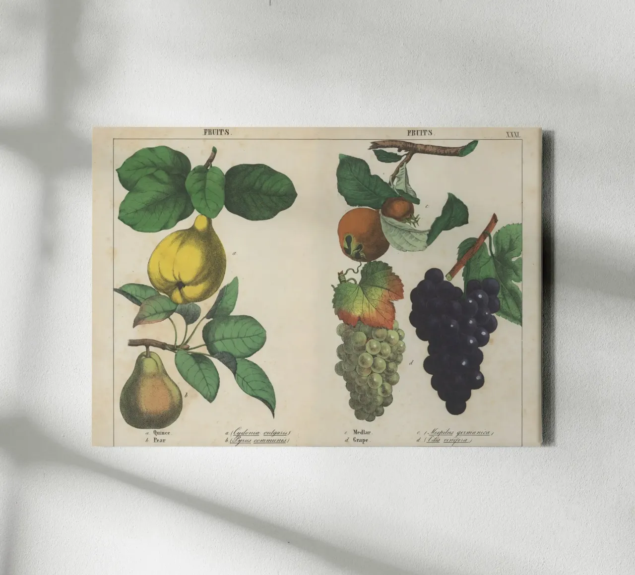 Stampa botanica di frutta d'epoca - Cotogna, pera, nespola, uva tela da ClubArt