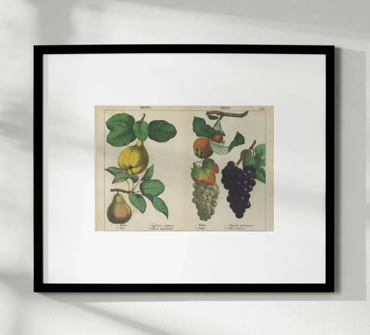 Stampa botanica di frutta d'epoca - Cotogna, pera, nespola, uva carta hahnemühle da ClubArt