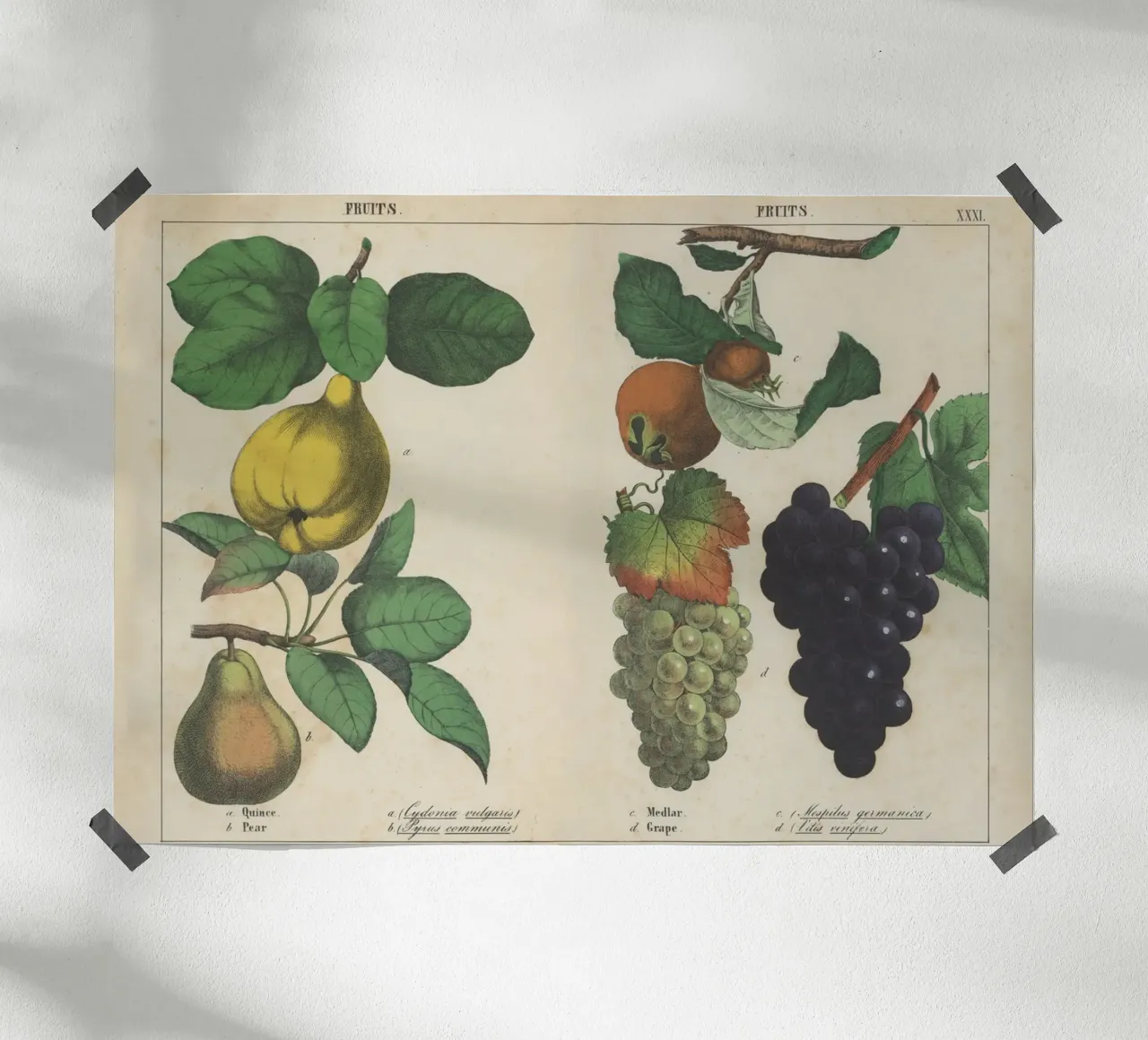 Stampa botanica di frutta d'epoca - Cotogna, pera, nespola, uva carta hahnemühle da ClubArt