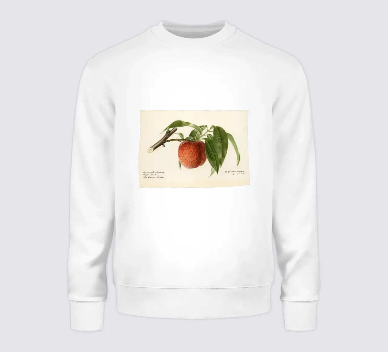 Admiral Dewey Peach Botanical Print - 1919 Steadman sudadera de ClubArt