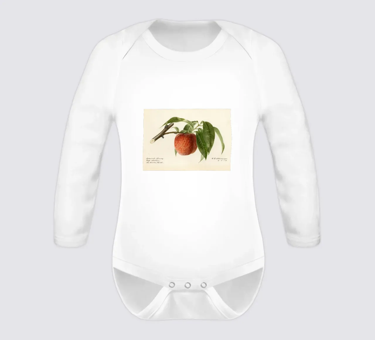Impression botanique Admiral Dewey Peach - 1919 Steadman body manches longues de ClubArt