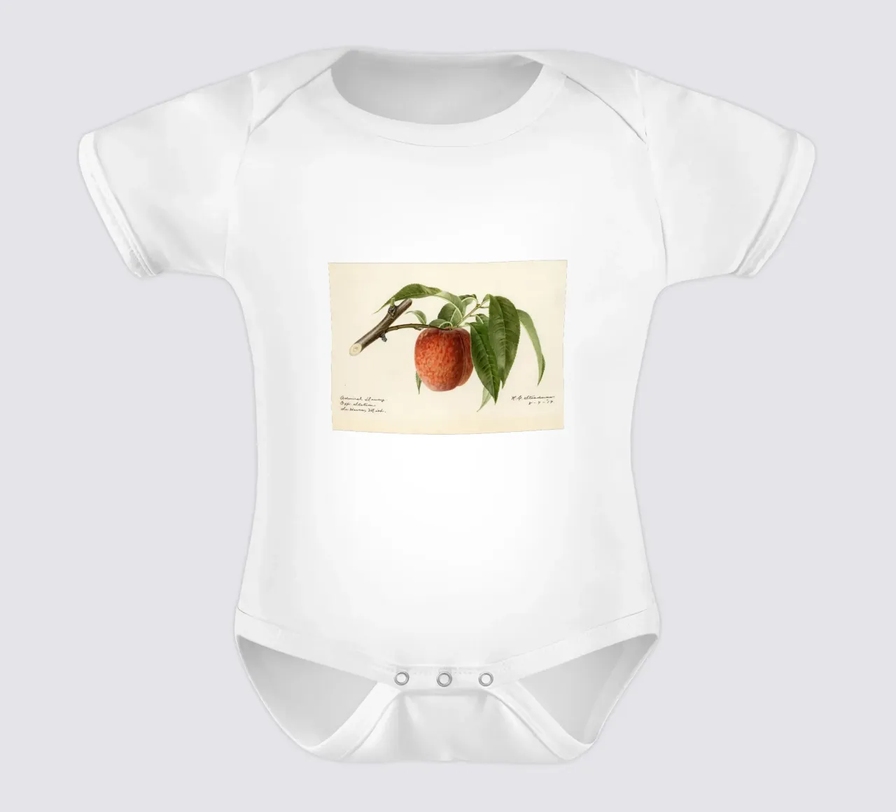 Admiral Dewey Peach Botanical Print - 1919 Steadman body de bebé de ClubArt