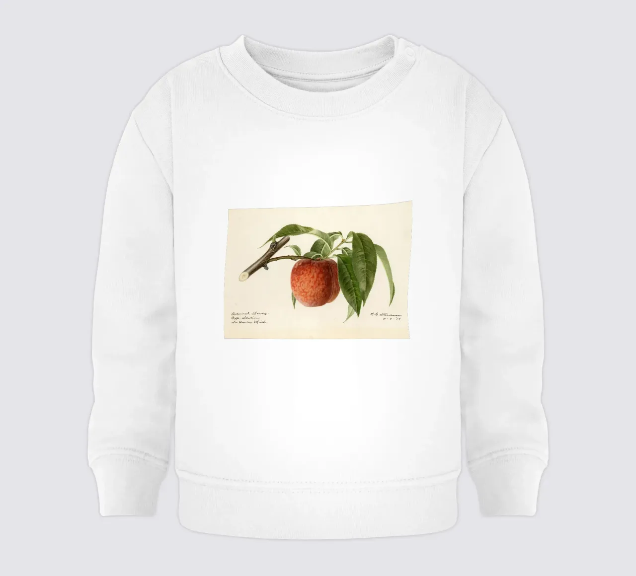 Admiral Dewey Peach Botanical Print - 1919 Steadman sudadera de bebé de ClubArt
