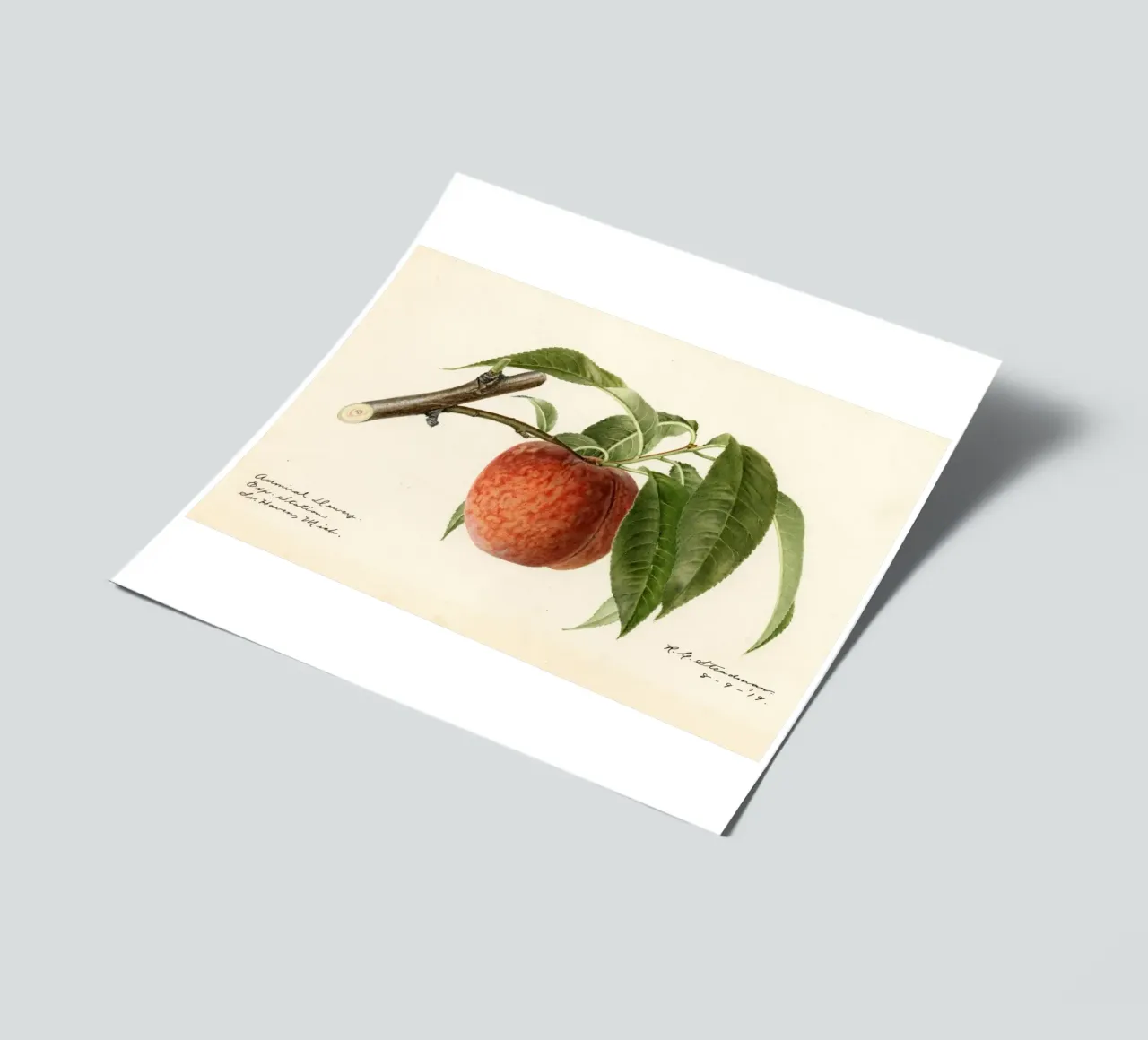 Admiral Dewey Peach Botanical Print - 1919 Steadman sticker sheet by ClubArt