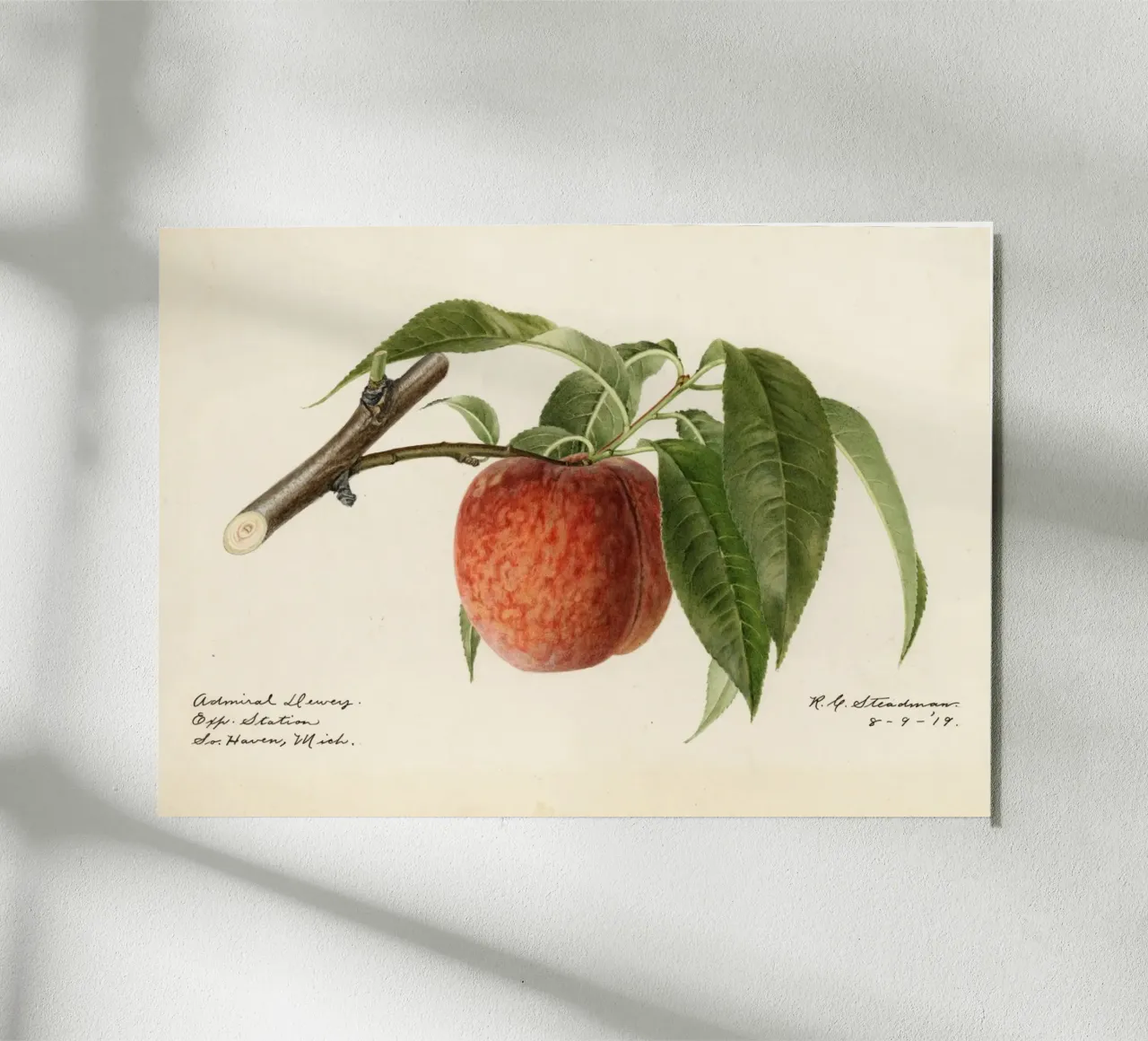 Admiral Dewey Peach Botanical Print - 1919 Steadman alu-dibond by ClubArt