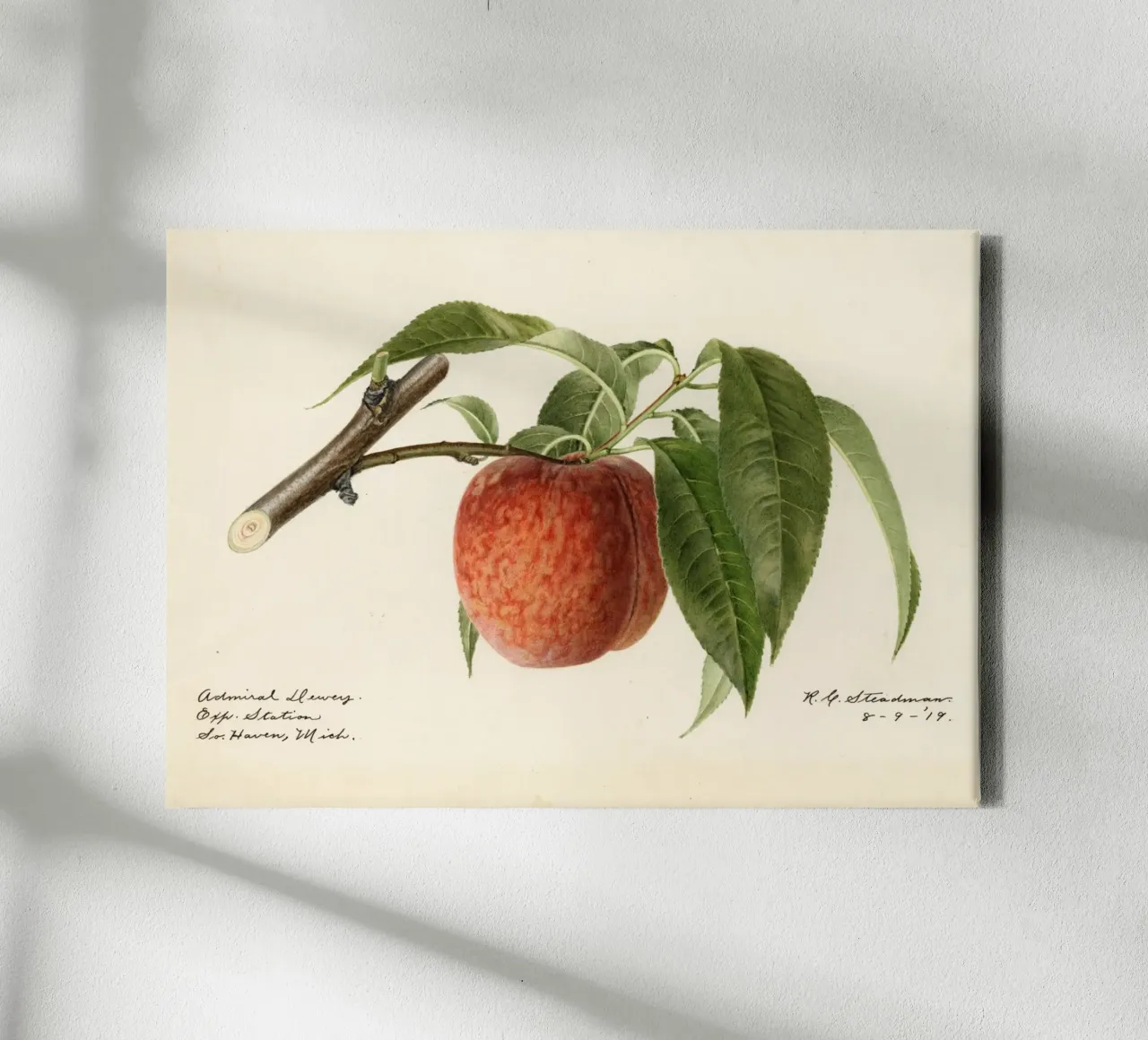 Admiral Dewey Peach Botanical Print - 1919 Steadman canvas by ClubArt