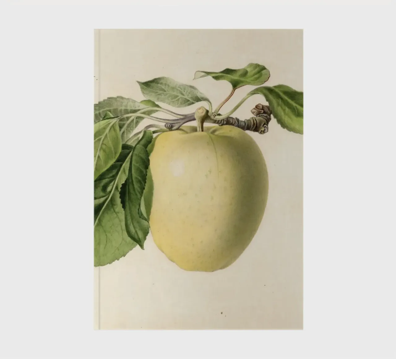 Pomme jaune transparente Botanique - 1918 Steadman carnet de notes de ClubArt