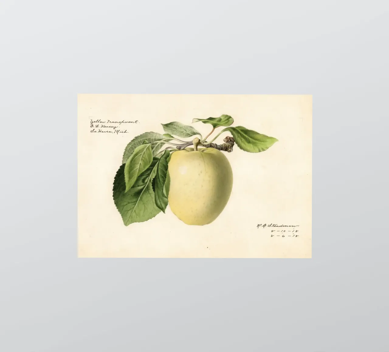 Pomme jaune transparente Botanique - 1918 Steadman autocollant de ClubArt