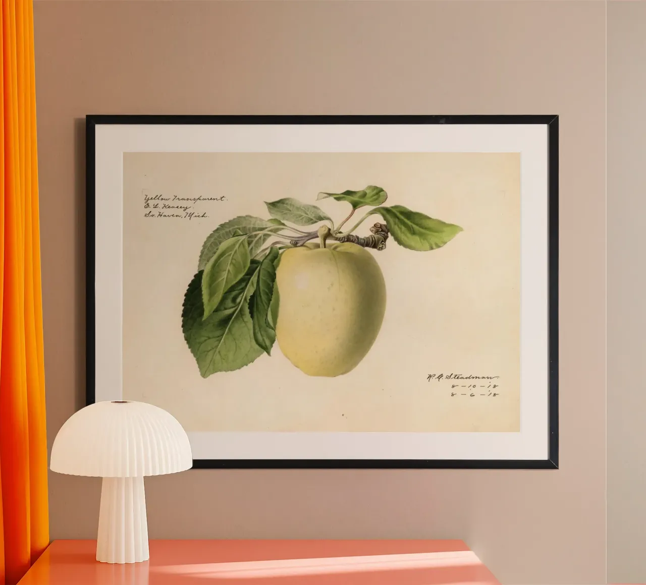 Pomme jaune transparente Botanique - 1918 Steadman hahnemühle de ClubArt