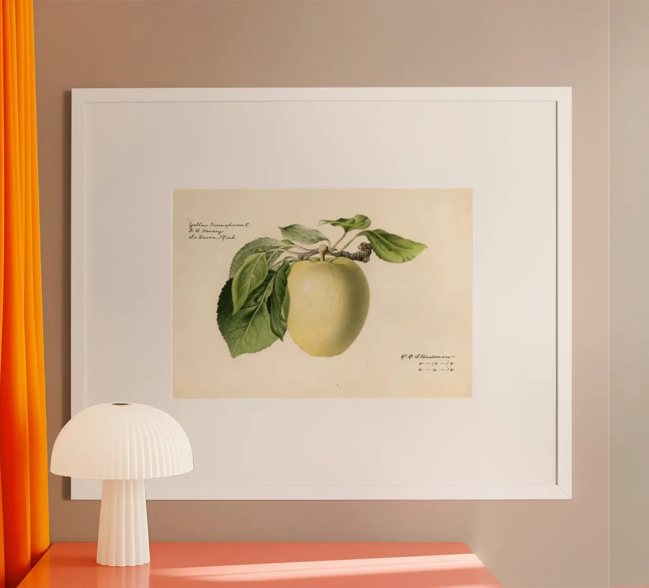 Pomme jaune transparente Botanique - 1918 Steadman hahnemühle de ClubArt