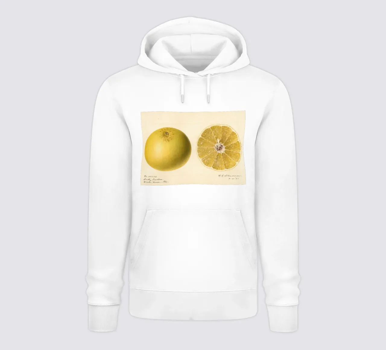 Dorthy Seedless Grapefruit Botanical Print - 1921 Art sudadera con capucha de ClubArt