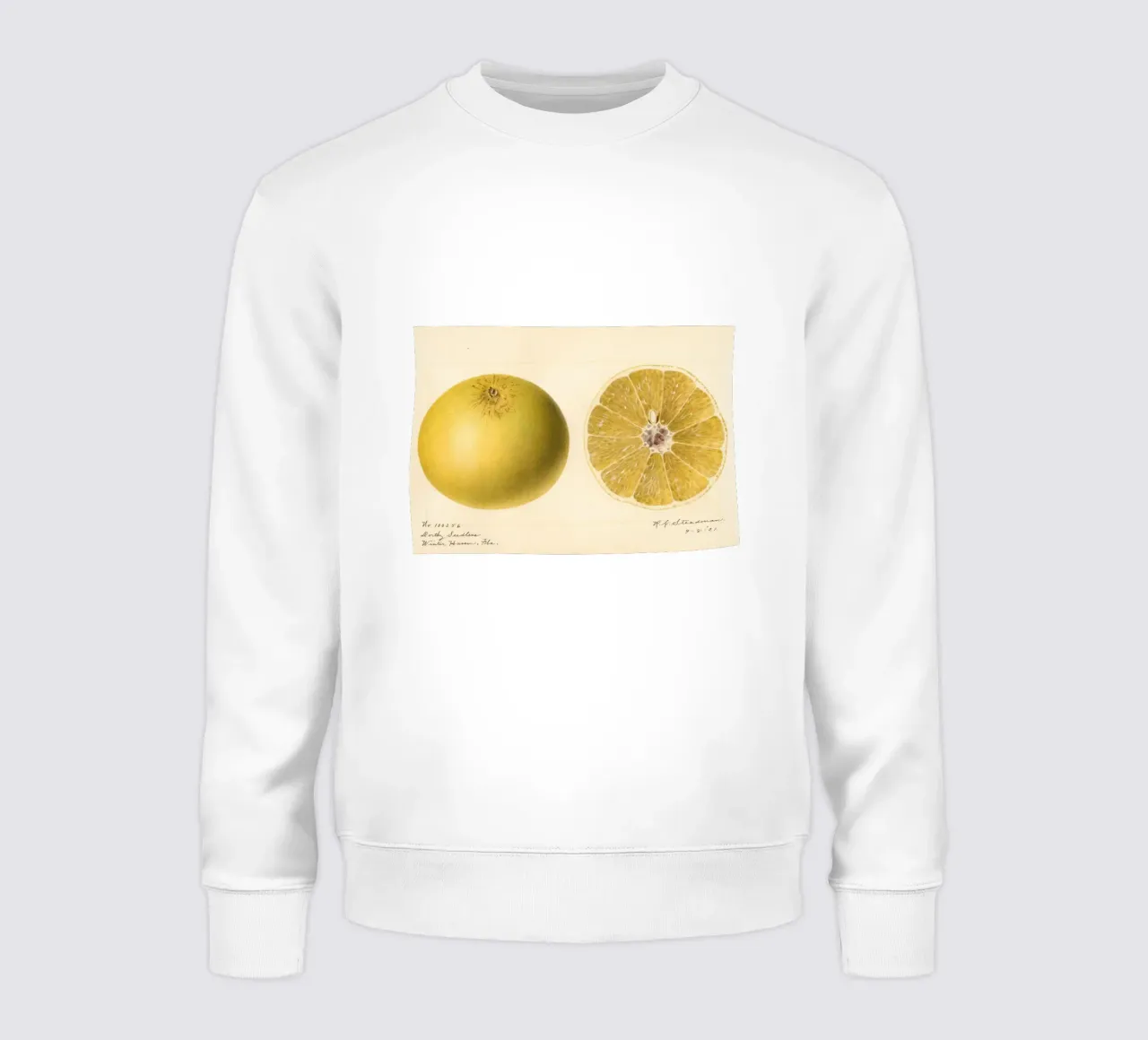 Dorthy Seedless Grapefruit Botanical Print - 1921 Art sudadera de ClubArt