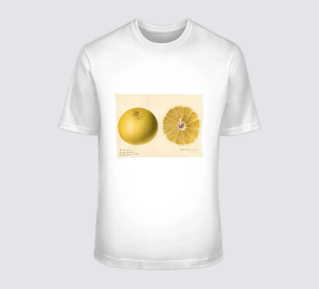 Dorthy Seedless Grapefruit Botanical Print - 1921 Art camiseta de ClubArt