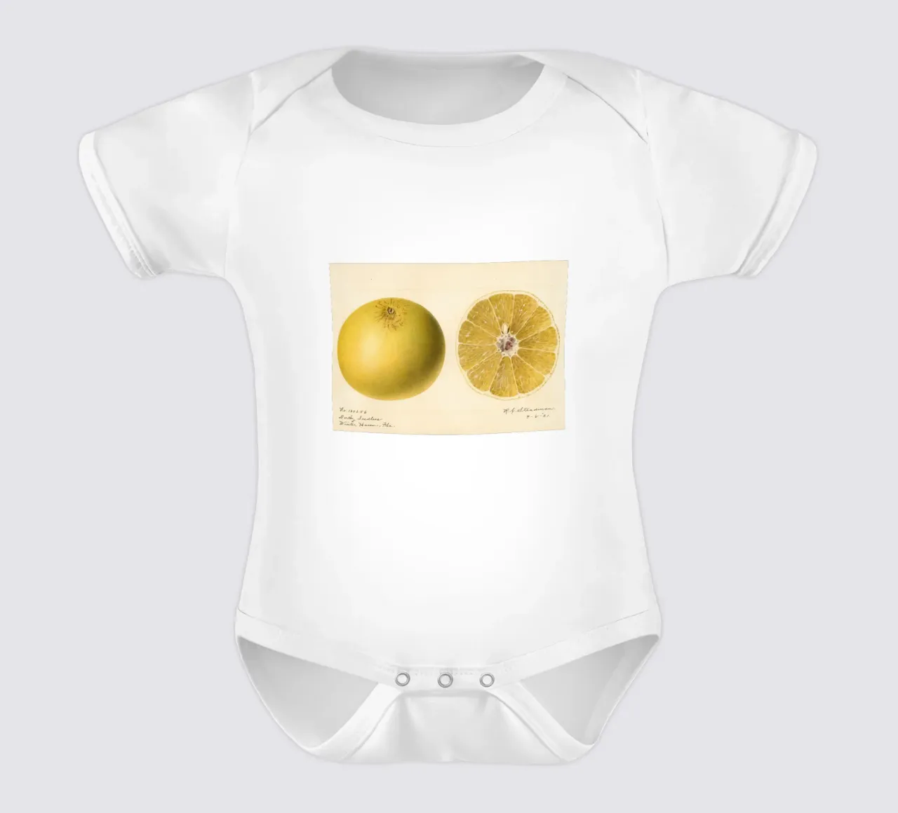 Dorthy Seedless Grapefruit Botanical Print - 1921 Art body de bebé de ClubArt
