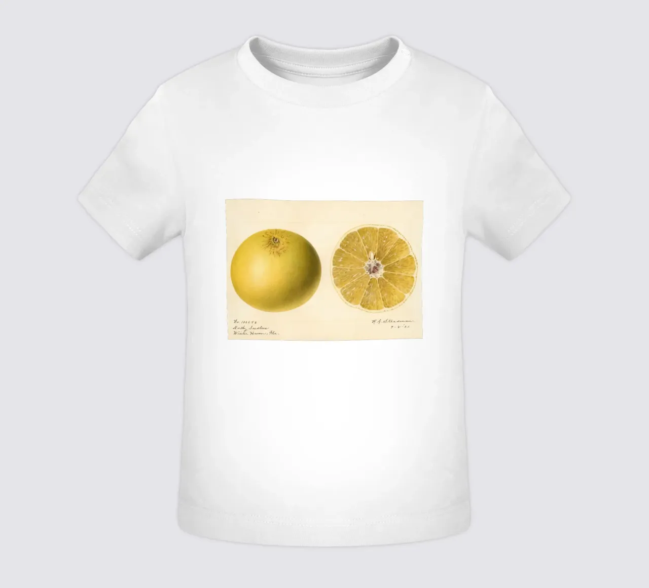 Dorthy Seedless Grapefruit Botanical Print - 1921 Art camiseta de bebé de ClubArt