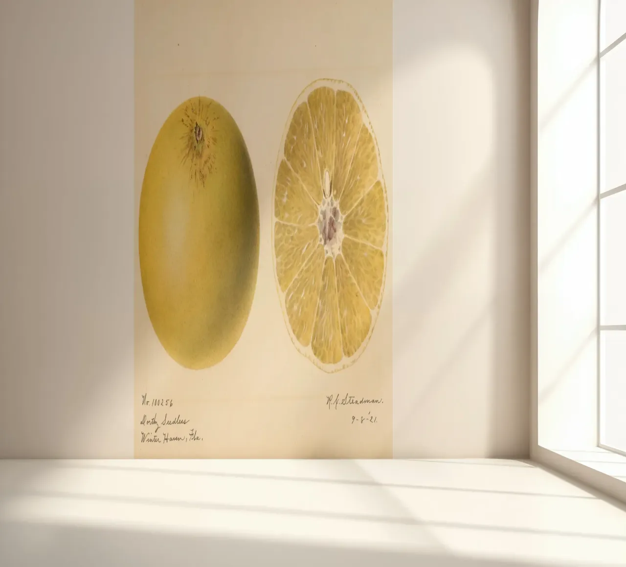 Dorthy Seedless Grapefruit Botanical Print - 1921 Art papel para pared de ClubArt