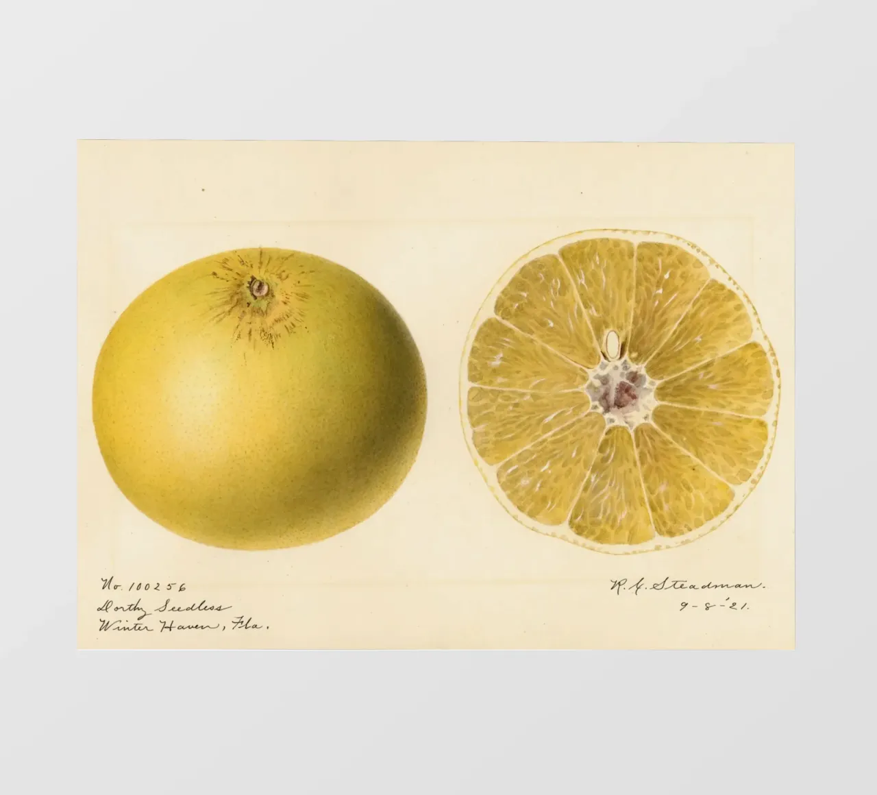 Dorthy Seedless Grapefruit Botanical Print - 1921 Art papel para pared de ClubArt
