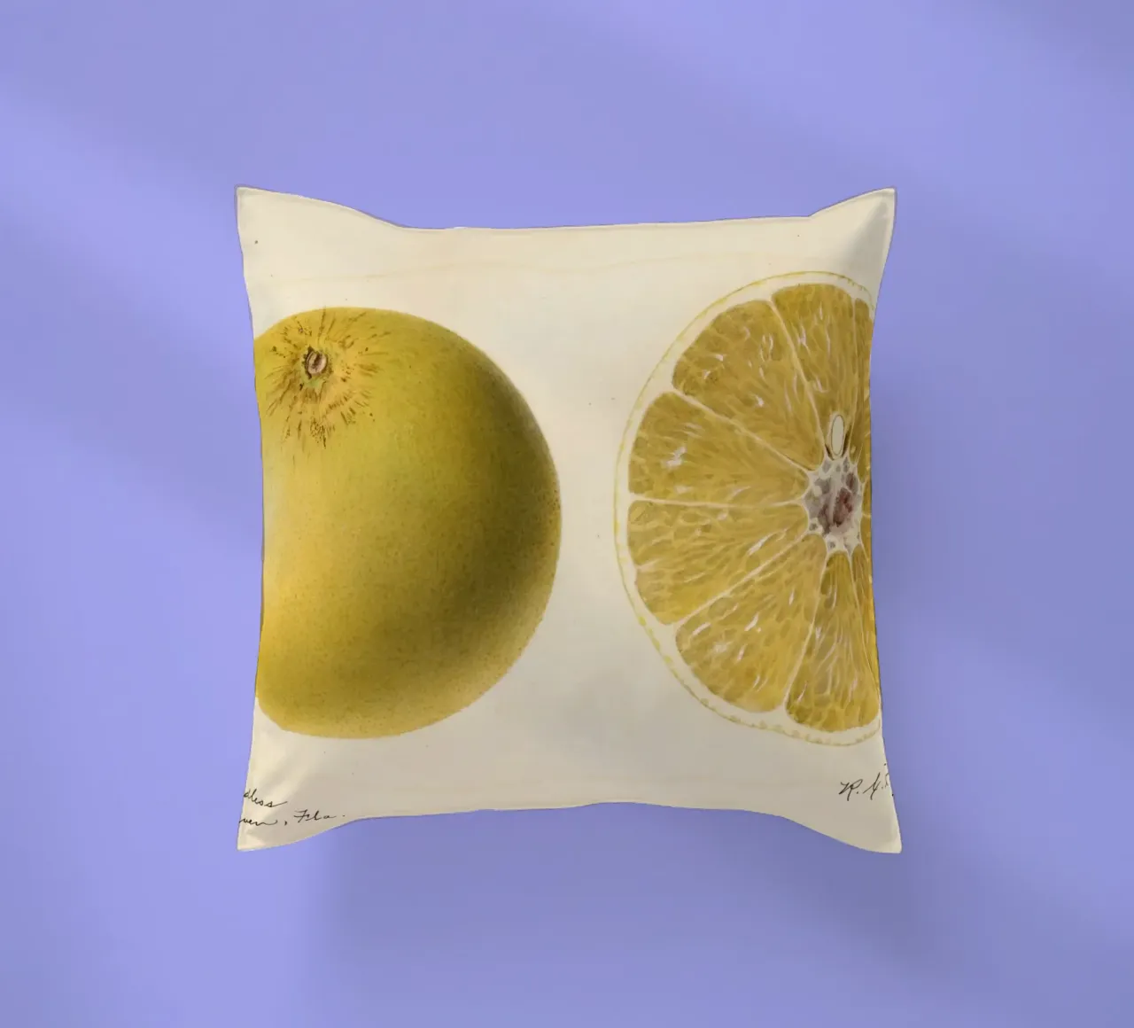 Dorthy Seedless Grapefruit Botanical Print - 1921 Art decorative cushion by ClubArt